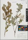 Foto von Salix hastata L.